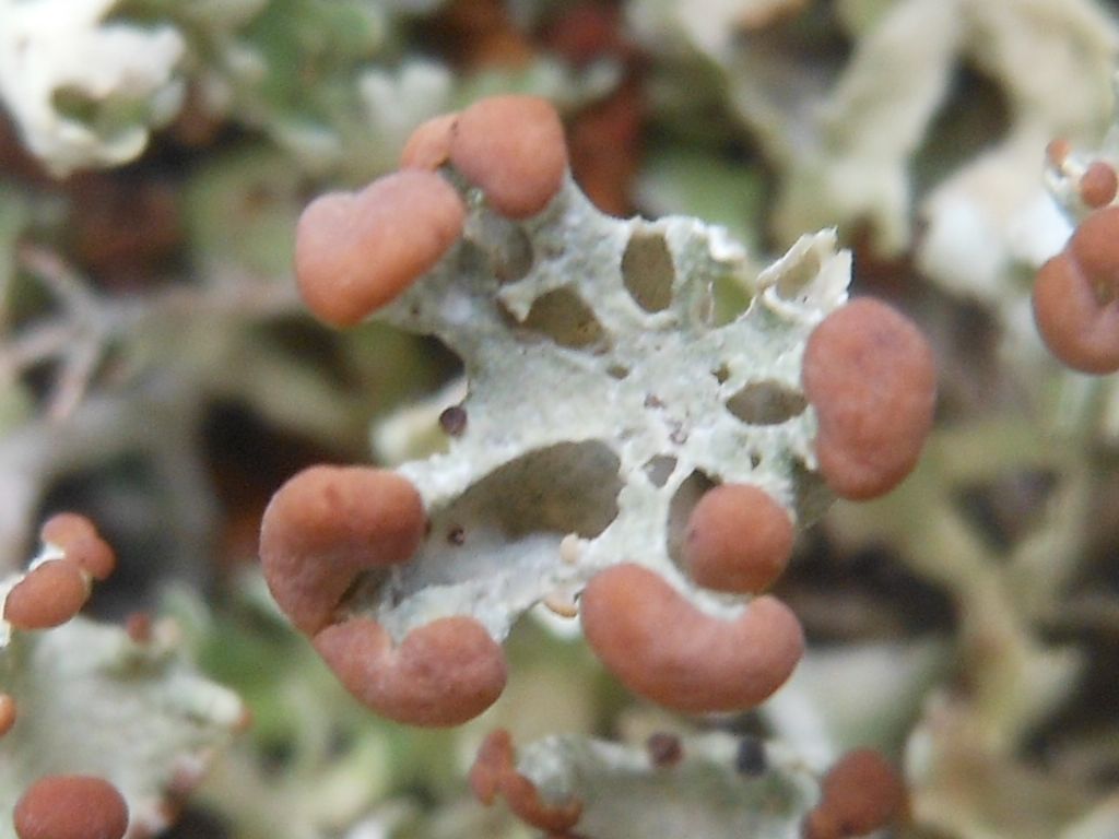 Cladonia sp. dalla Gallura 3